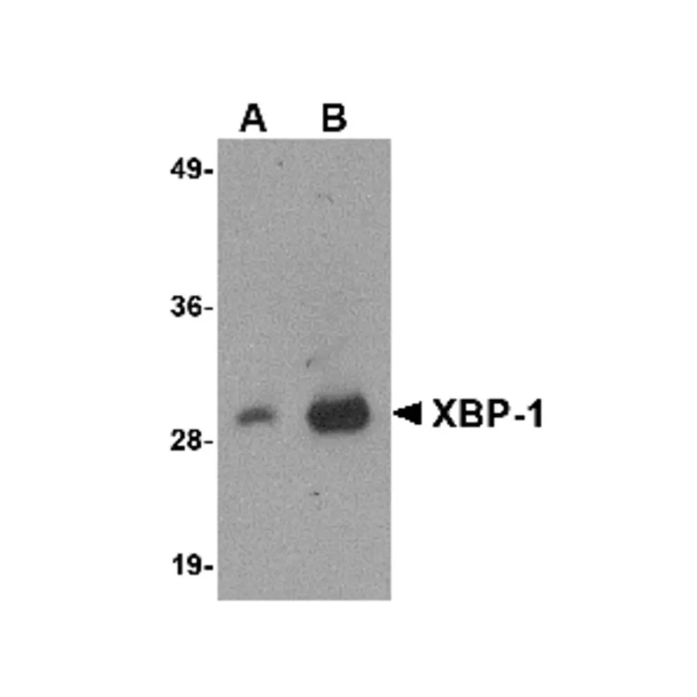 ProSci PM-4937 XBP-1 Antibody [9B7E5] , ProSci, 0.1 mg/Unit Primary Image