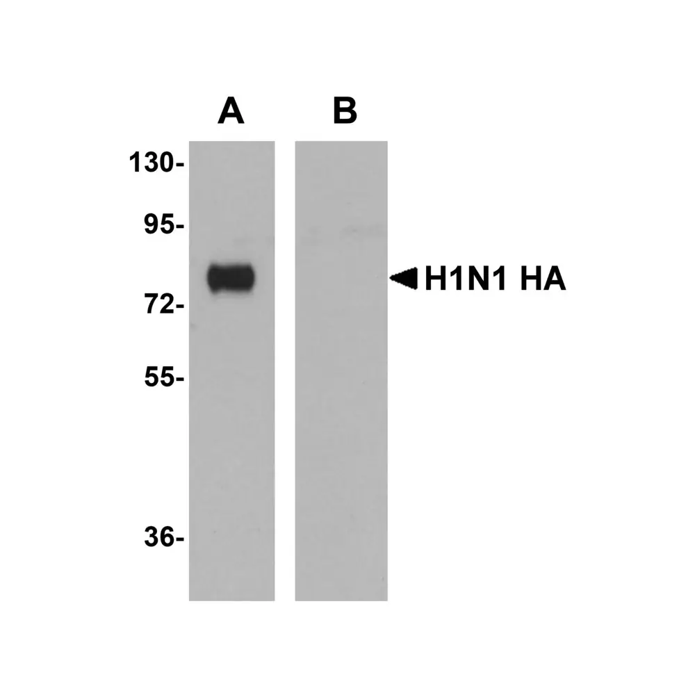 ProSci PM-5533 Seasonal H1N1 Hemagglutinin Antibody [7H12F6] , ProSci, 0.1 mg/Unit Primary Image