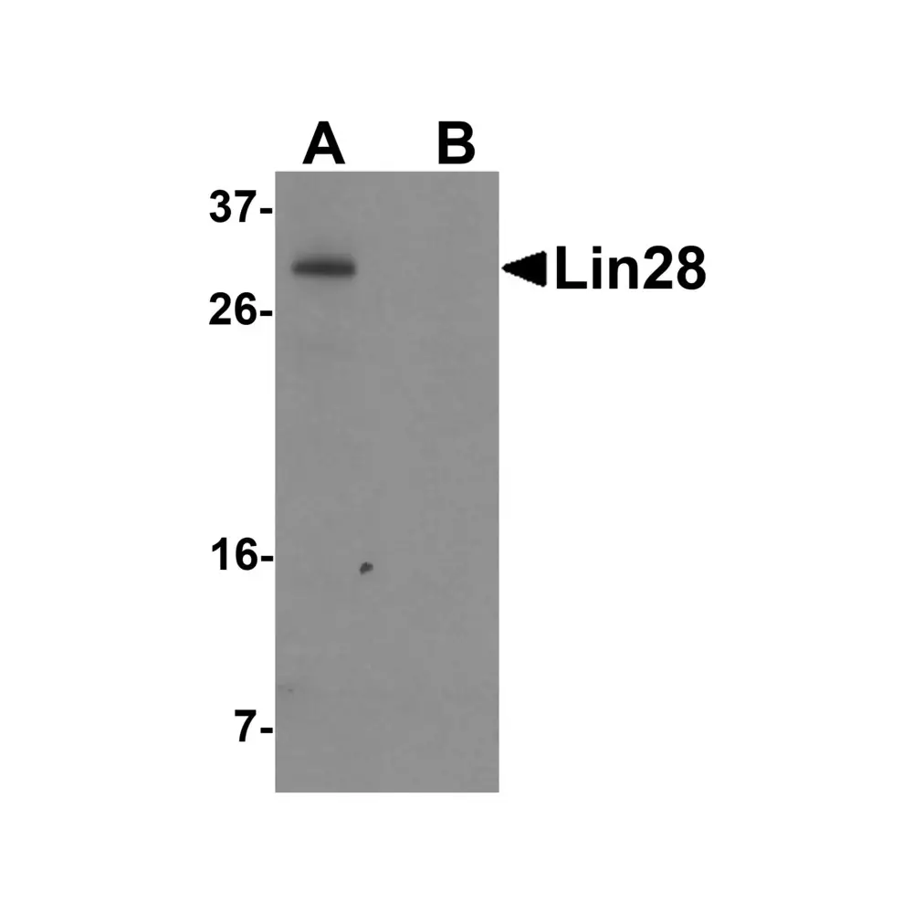 ProSci PM-6143 Lin28 Antibody [1G9H9] , ProSci, 0.1 mg/Unit Primary Image