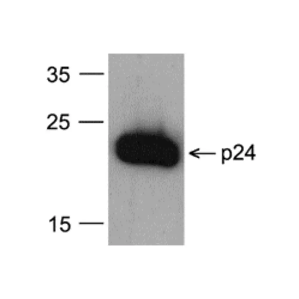 ProSci PM-6335-biotin_S HIV-1 p24 Antibody [8G9] (biotin), ProSci, 0.02 mg/Unit Primary Image