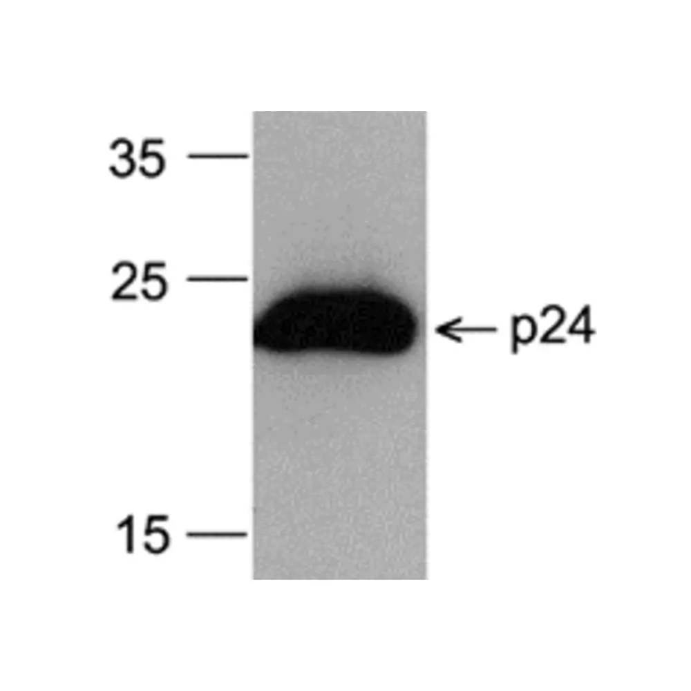 ProSci PM-6335-HRP HIV-1 p24 Antibody [8G9] (HRP), ProSci, 0.1 mg/Unit Primary Image