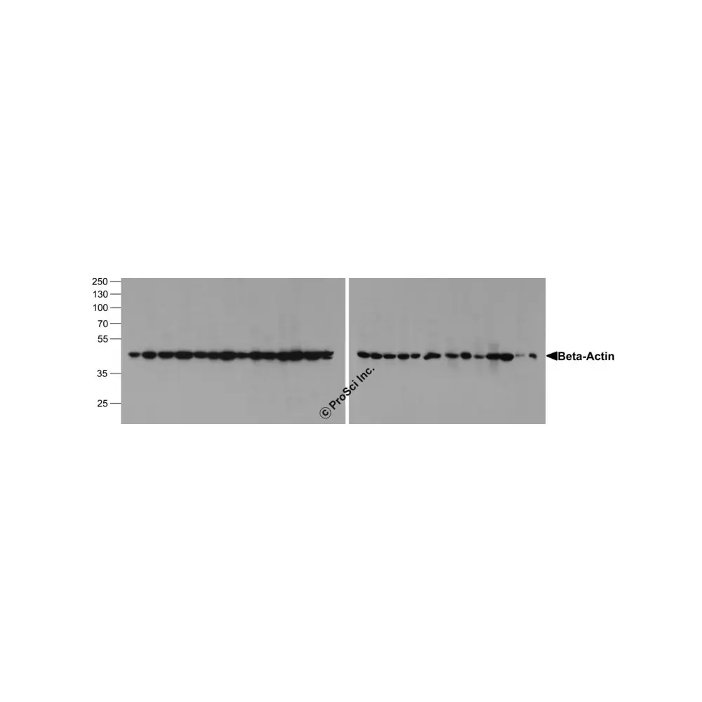 ProSci PM-7547-biotin_S beta-Actin Antibody [10B7] (biotin) , ProSci, 0.02 mg/Unit Primary Image