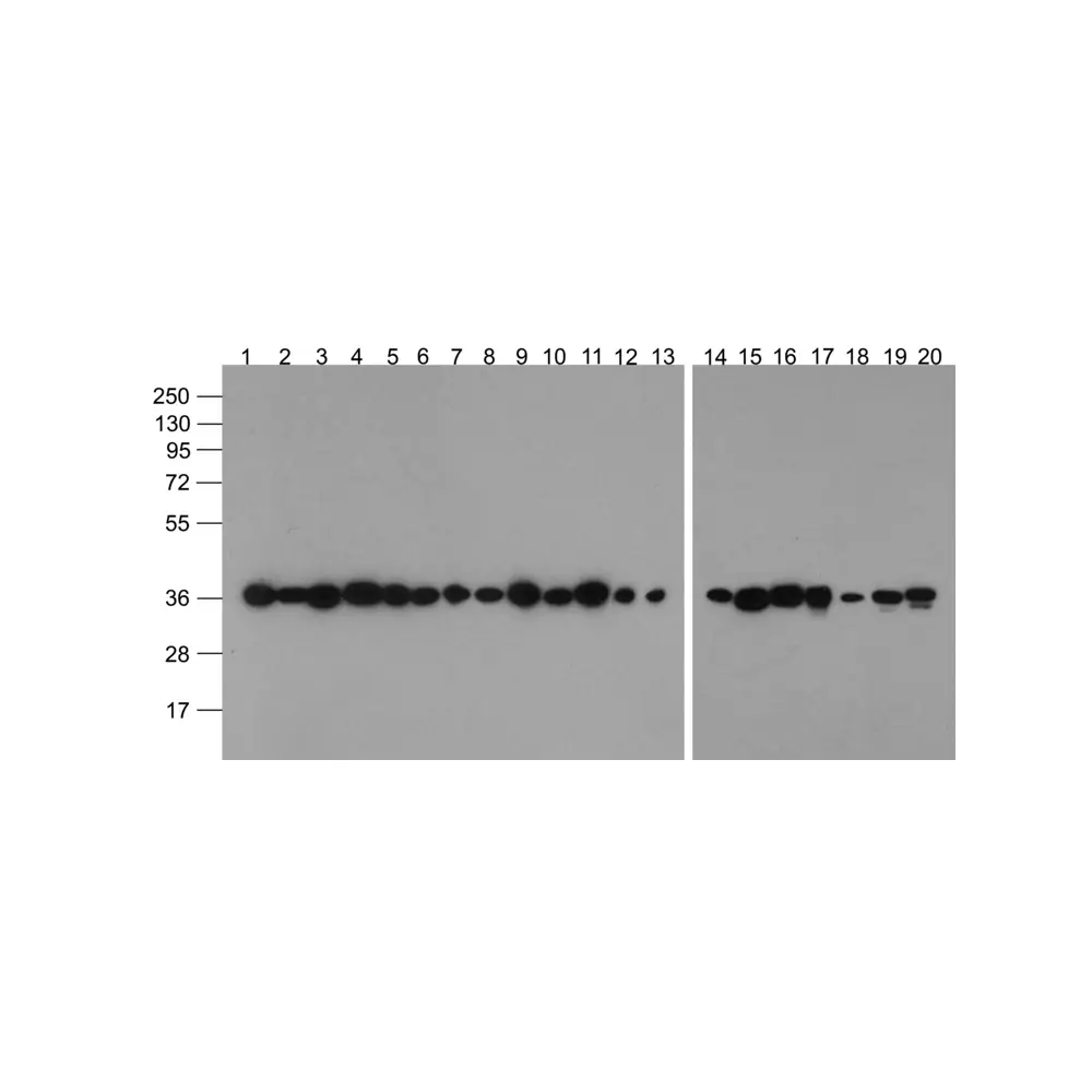 ProSci PM-7569-biotin GAPDH Antibody [12D3D5] (biotin), ProSci, 0.1 mg/Unit Primary Image
