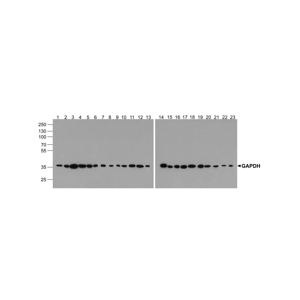 ProSci PM-7569 GAPDH Antibody [12D3D5], ProSci, 0.1 mg/Unit Primary Image