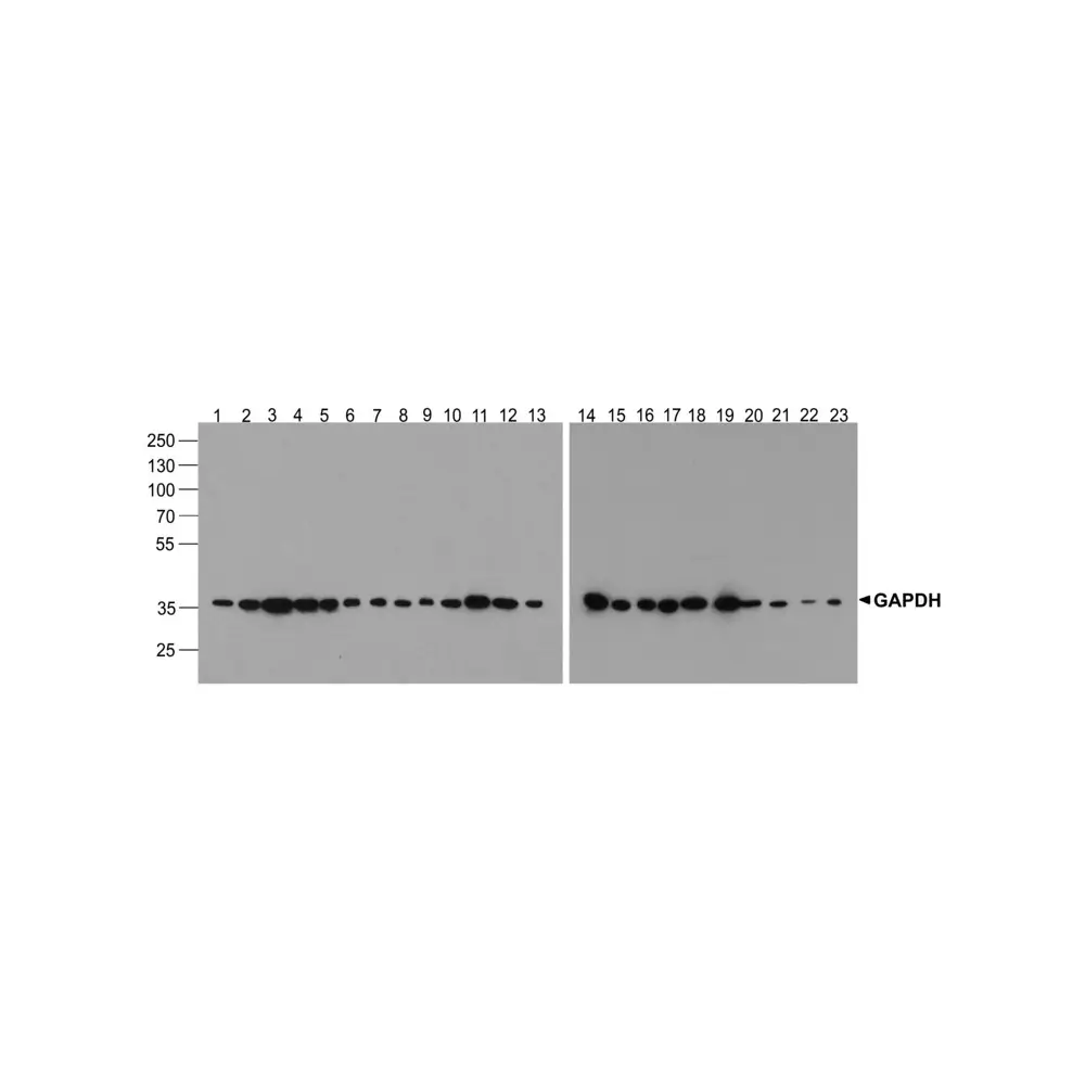 ProSci PM-7571_S GAPDH Antibody [12D3H9], ProSci, 0.02 mg/Unit Primary Image
