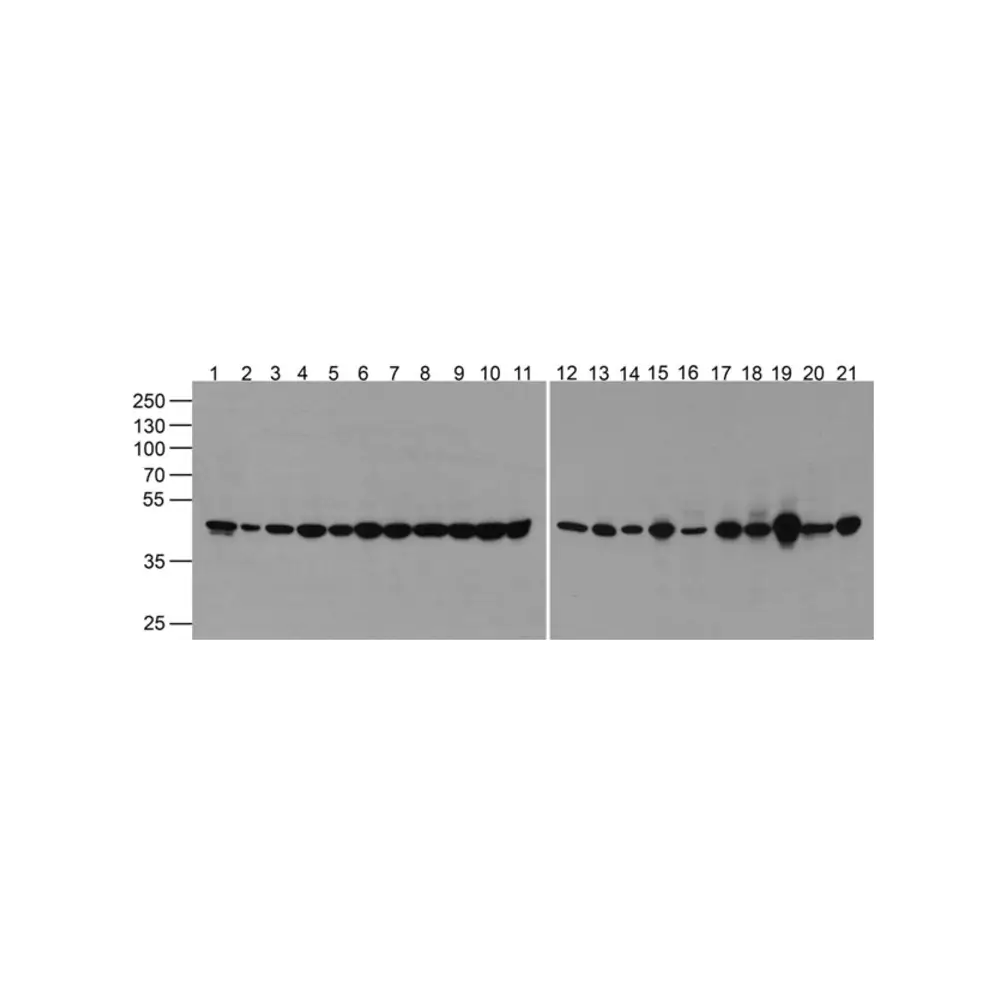 ProSci PM-7627 alpha-Tubulin Antibody [2B11], ProSci, 0.1 mg/Unit Primary Image