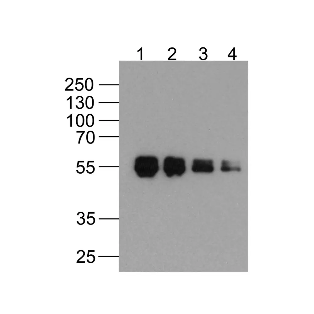 ProSci PM-7657-biotin DDDDK Antibody [1D1B12] (biotin), ProSci, 0.1 mg/Unit Primary Image