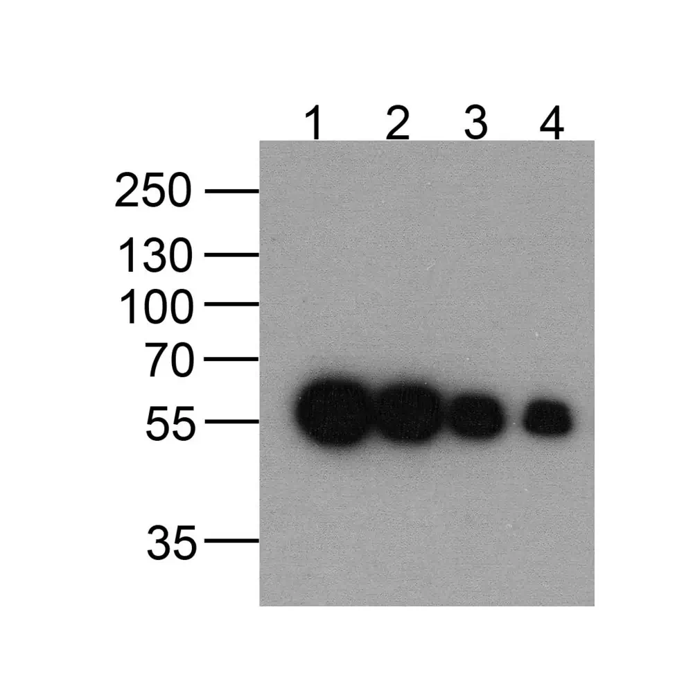ProSci PM-7657 DDDDK-tag Antibody [1D1B12], ProSci, 0.1 mg/Unit Primary Image
