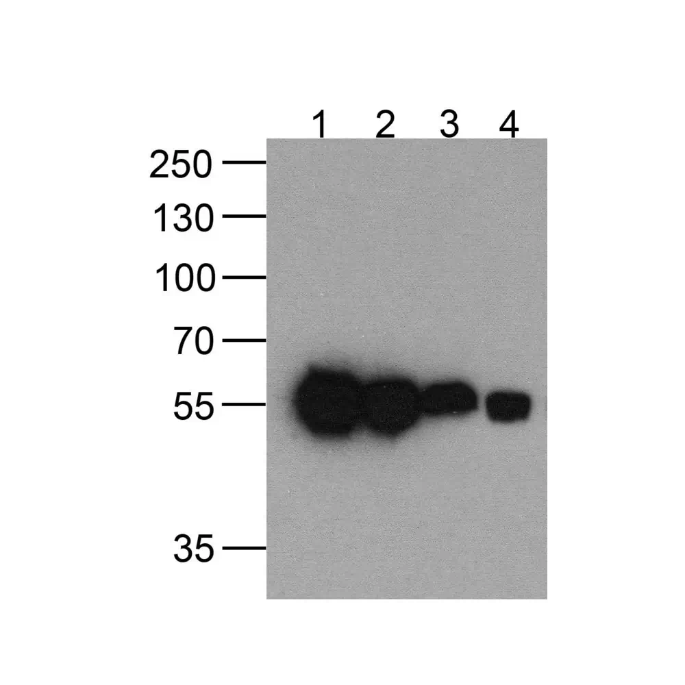 ProSci PM-7661_S HAT-tag Antibody [4A6F3], ProSci, 0.02 mg/Unit Primary Image
