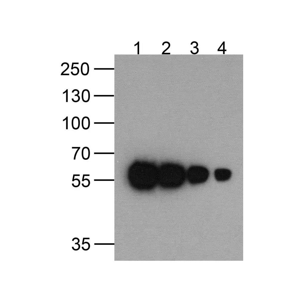 ProSci PM-7663_S HAT-tag Antibody [9A2F8], ProSci, 0.02 mg/Unit Primary Image