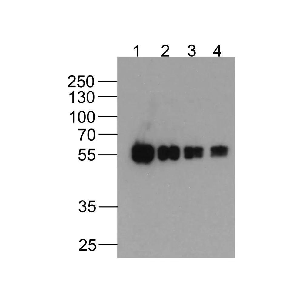 ProSci PM-7669-biotin cMyc-tag Antibody [5G5H7] (biotin), ProSci, 0.1 mg/Unit Primary Image