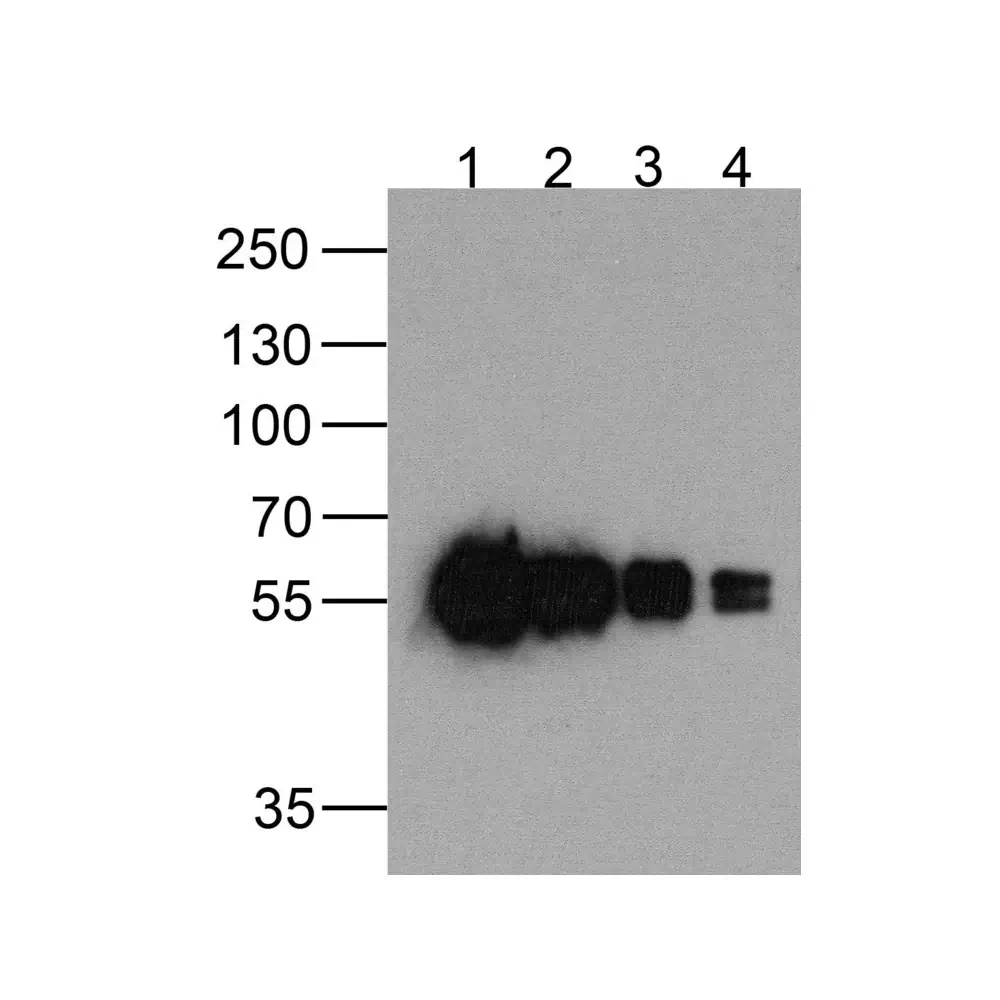 ProSci PM-7669_S cMyc-tag Antibody [5G5H7], ProSci, 0.02 mg/Unit Primary Image