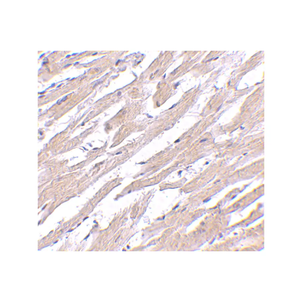 ProSci 4765 POFUT1 Antibody, ProSci, 0.1 mg/Unit Secondary Image