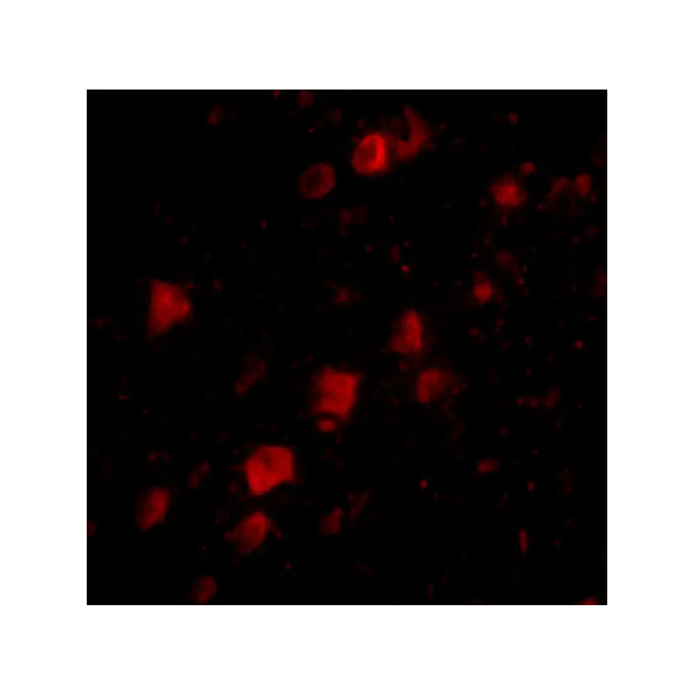 ProSci 4727_S POLR3F Antibody, ProSci, 0.02 mg/Unit Tertiary Image