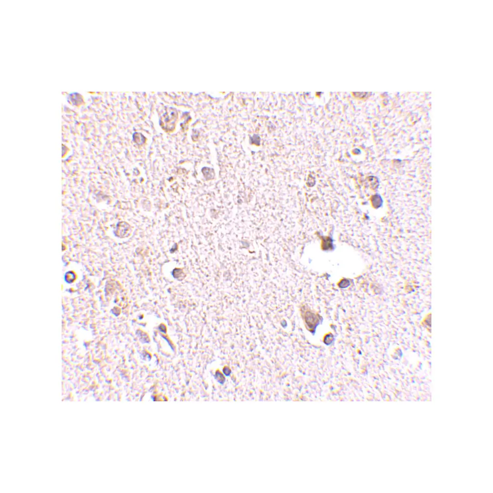 ProSci 4727_S POLR3F Antibody, ProSci, 0.02 mg/Unit Secondary Image