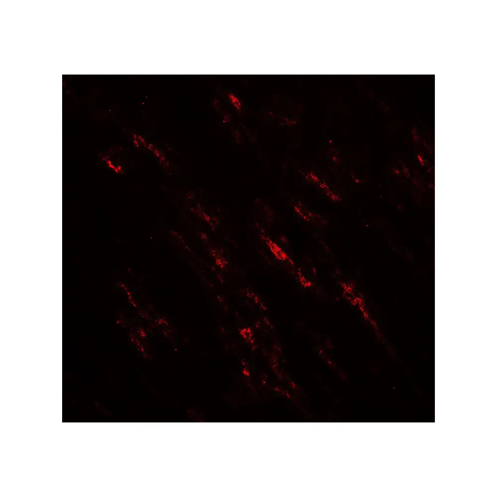 ProSci 7795_S POU2F3 Antibody, ProSci, 0.02 mg/Unit Tertiary Image