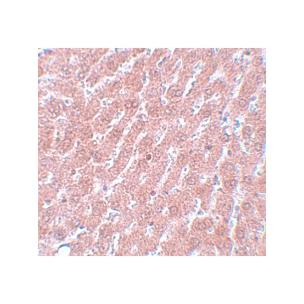 ProSci 5581_S POU5F1 Antibody, ProSci, 0.02 mg/Unit Secondary Image