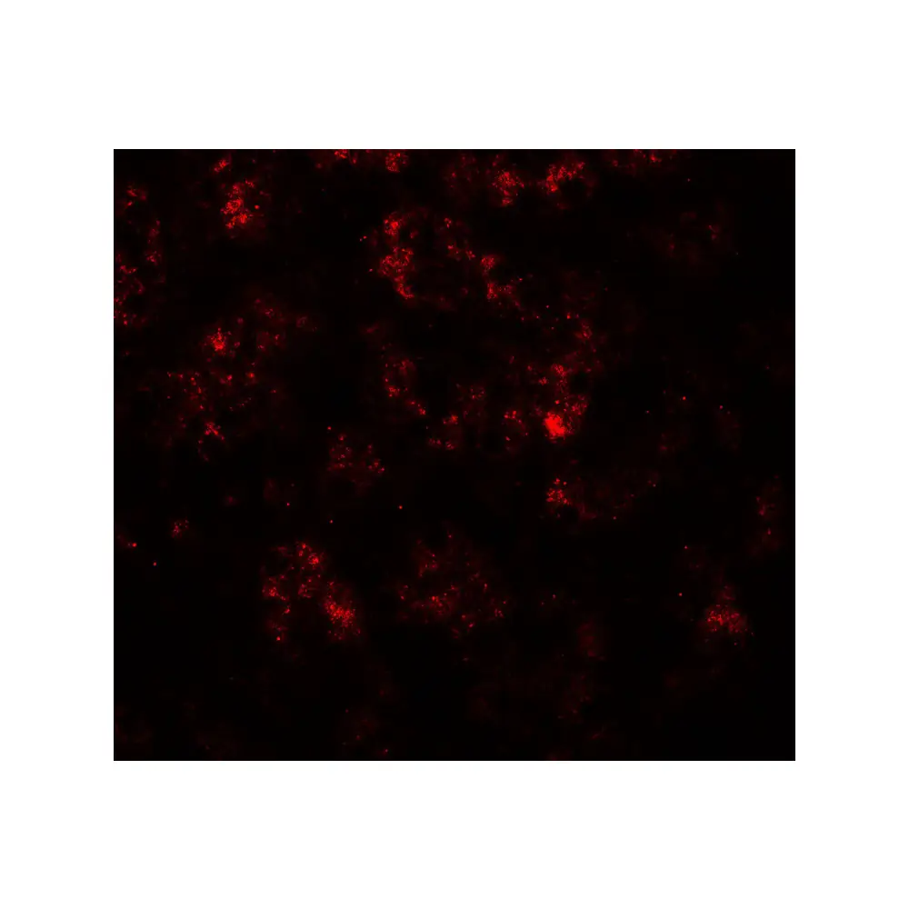 ProSci 7705_S PPARGC1A Antibody, ProSci, 0.02 mg/Unit Tertiary Image