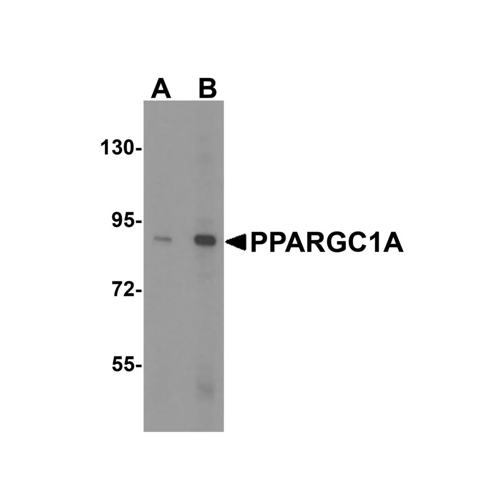 ProSci 7705 PPARGC1A Antibody, ProSci, 0.1 mg/Unit Quaternary Image