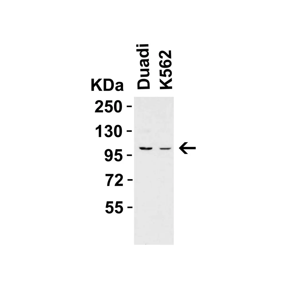ProSci 7793_S PPARGC1A Antibody, ProSci, 0.02 mg/Unit Primary Image