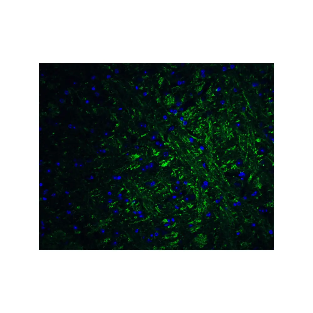 ProSci 5555_S PRDM16 Antibody, ProSci, 0.02 mg/Unit Quaternary Image