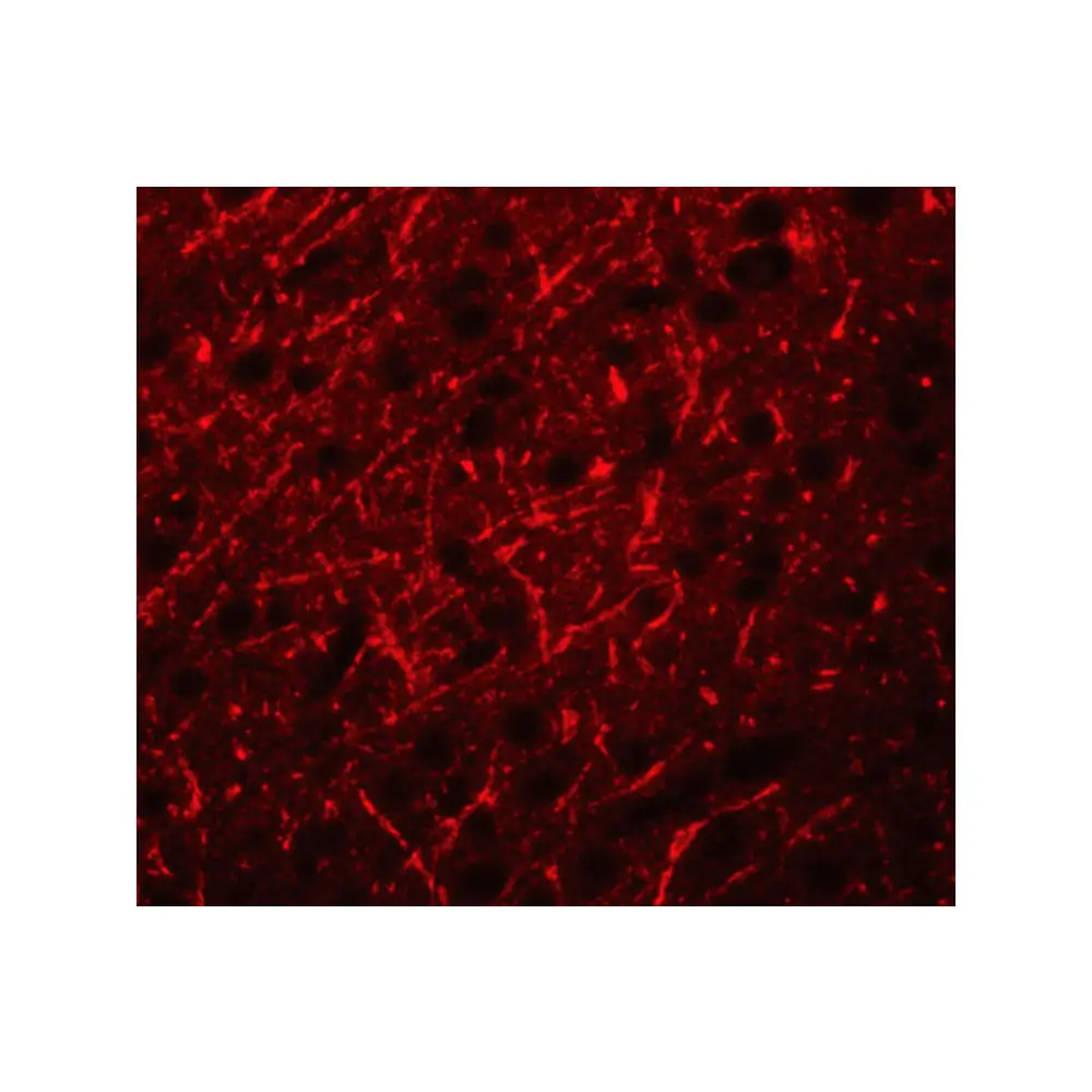 ProSci 5555_S PRDM16 Antibody, ProSci, 0.02 mg/Unit Tertiary Image