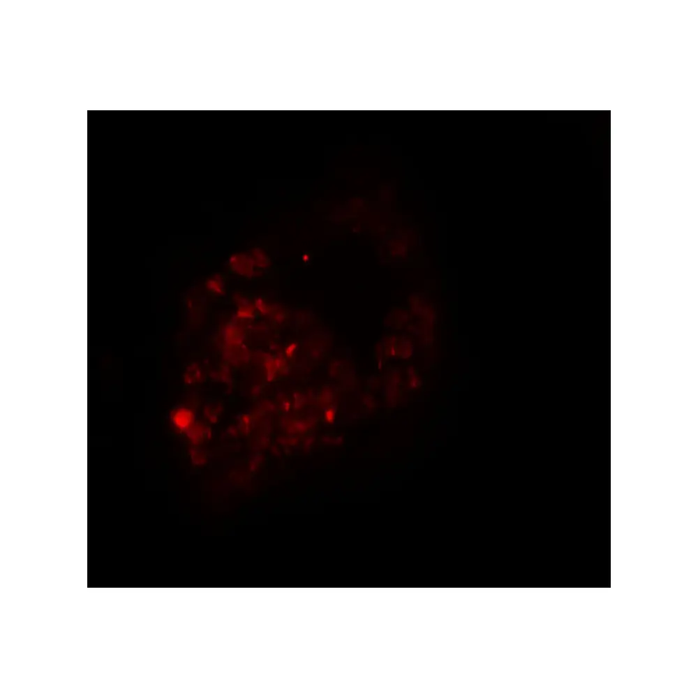ProSci 6561_S PRICKLE1 Antibody, ProSci, 0.02 mg/Unit Secondary Image