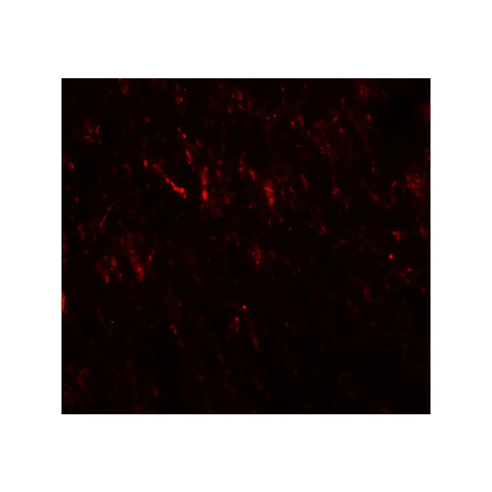 ProSci 6563_S PRICKLE2 Antibody, ProSci, 0.02 mg/Unit Secondary Image