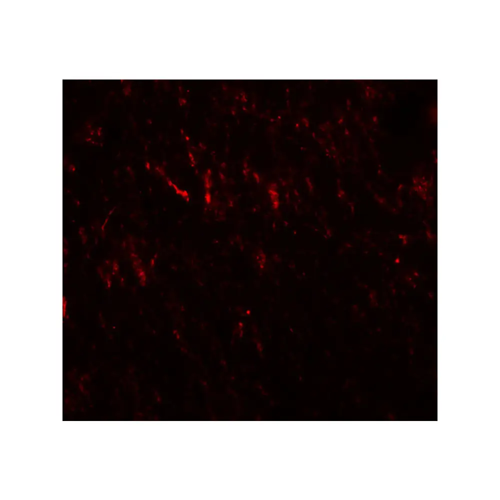 ProSci 6563 PRICKLE2 Antibody, ProSci, 0.1 mg/Unit Secondary Image