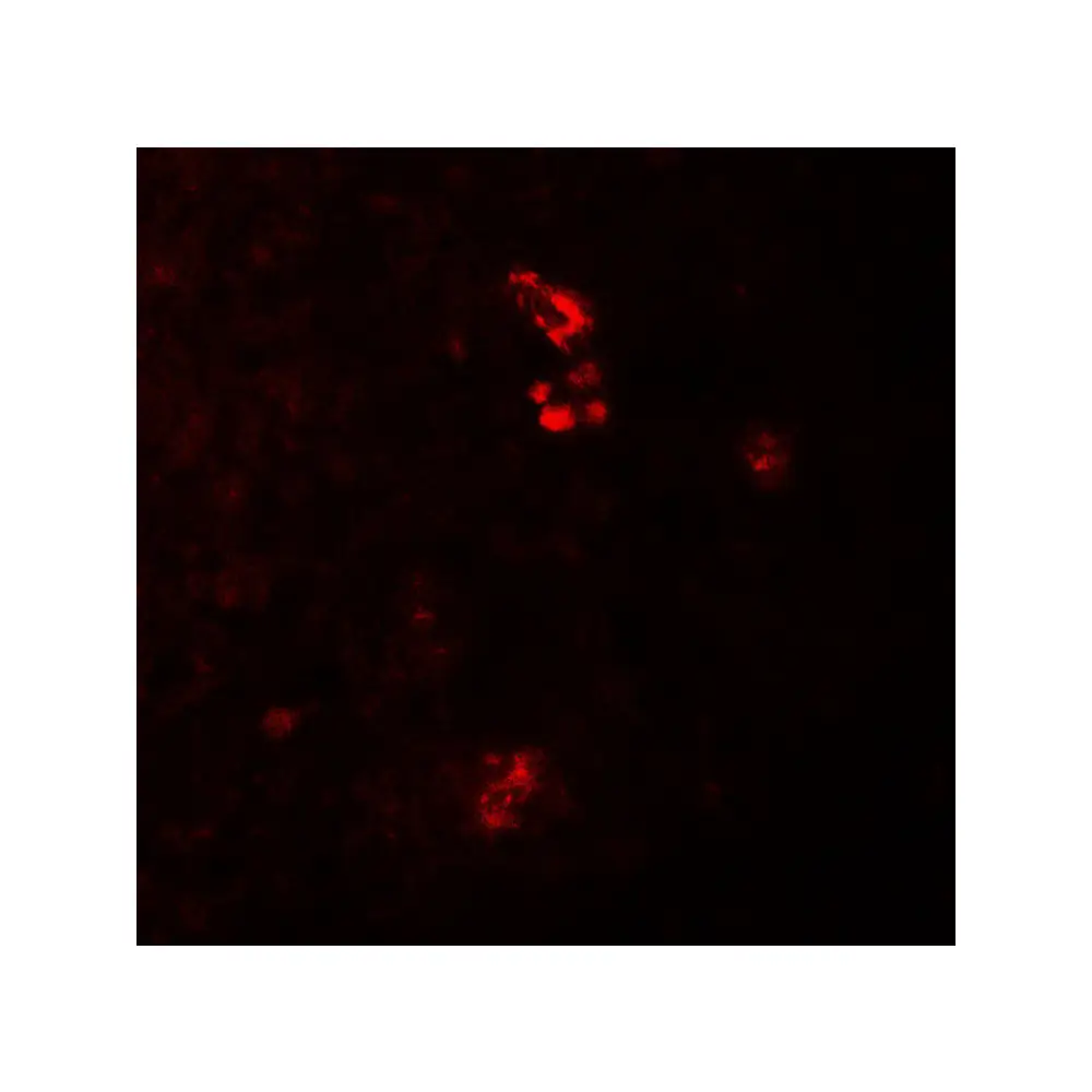 ProSci 7269 PRKCDBP Antibody, ProSci, 0.1 mg/Unit Tertiary Image