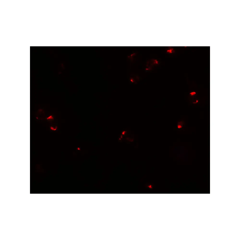 ProSci 7783_S PROM1 Antibody, ProSci, 0.02 mg/Unit Tertiary Image