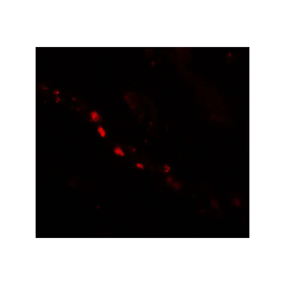 ProSci 6637_S PTCHD2 Antibody, ProSci, 0.02 mg/Unit Tertiary Image