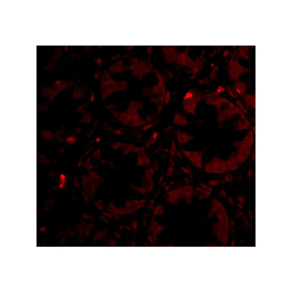 ProSci 4297 PTK7 Antibody, ProSci, 0.1 mg/Unit Tertiary Image