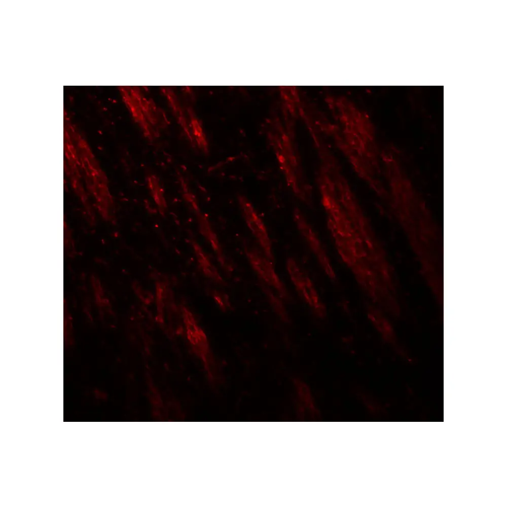 ProSci 8013 PTPN5 Antibody, ProSci, 0.1 mg/Unit Tertiary Image