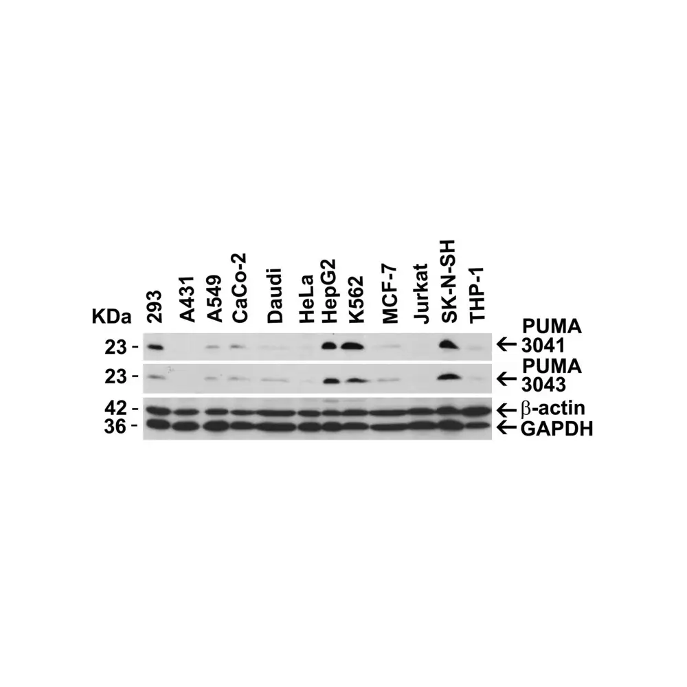 ProSci 3041 PUMA Antibody, ProSci, 0.1 mg/Unit Secondary Image