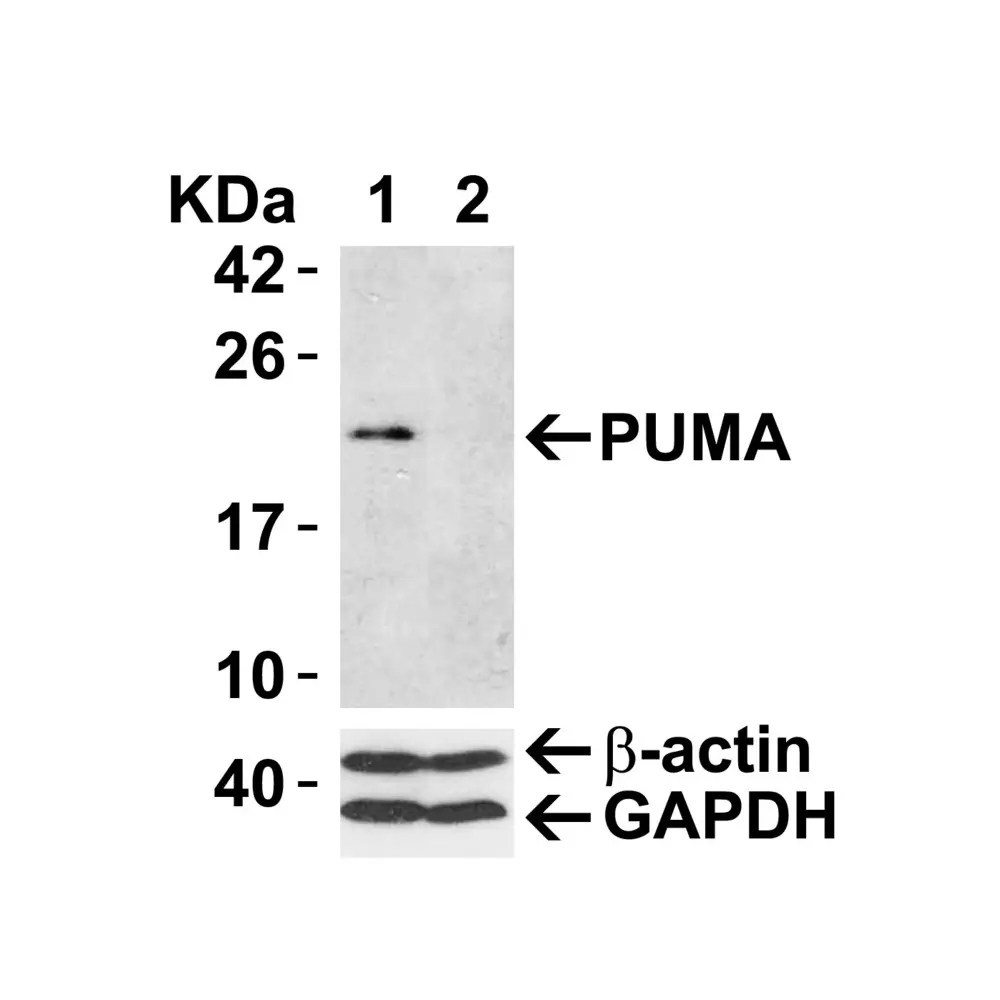 ProSci 3041_S PUMA Antibody, ProSci, 0.02 mg/Unit Tertiary Image