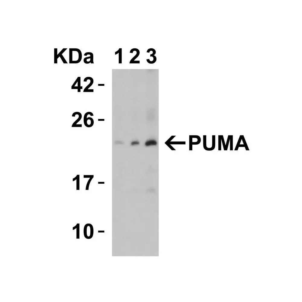 ProSci 3041_S PUMA Antibody, ProSci, 0.02 mg/Unit Quaternary Image