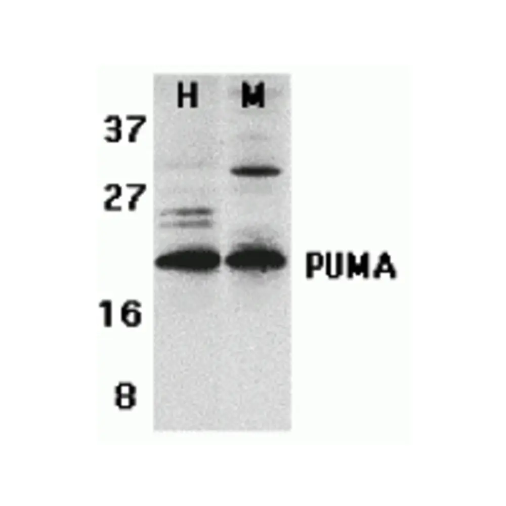 ProSci 3041 PUMA Antibody, ProSci, 0.1 mg/Unit Primary Image