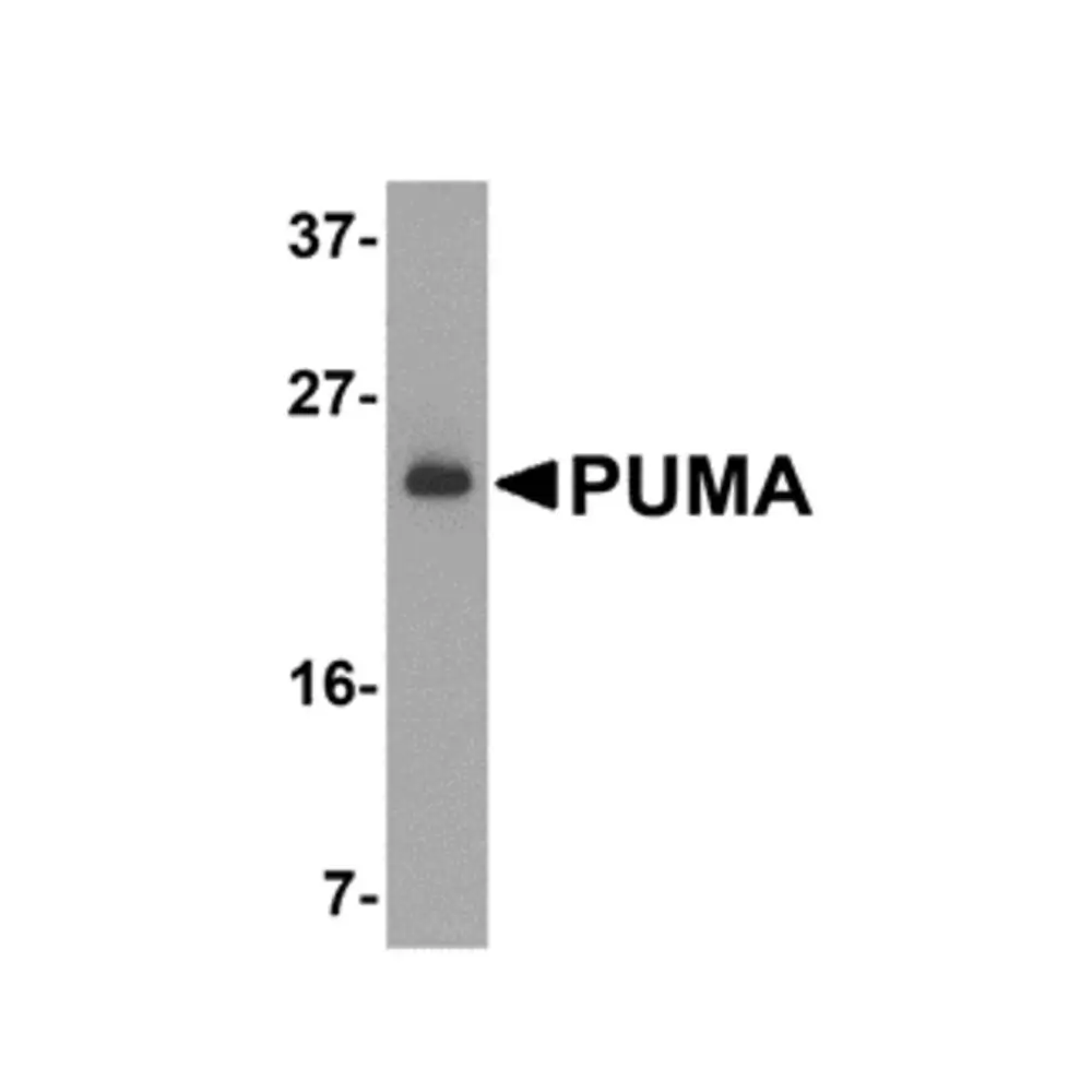 ProSci 3043_S PUMA Antibody, ProSci, 0.02 mg/Unit Primary Image