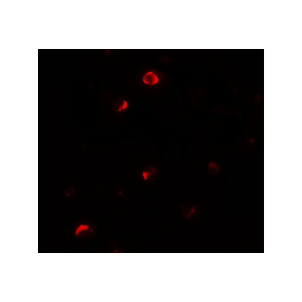 ProSci 7071 Pellino 1 Antibody, ProSci, 0.1 mg/Unit Tertiary Image