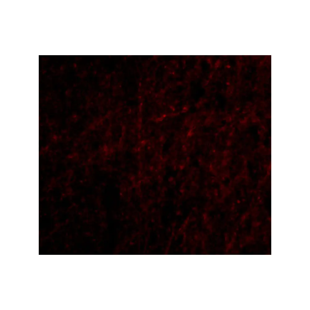 ProSci 4417 Plxdc2 Antibody, ProSci, 0.1 mg/Unit Tertiary Image