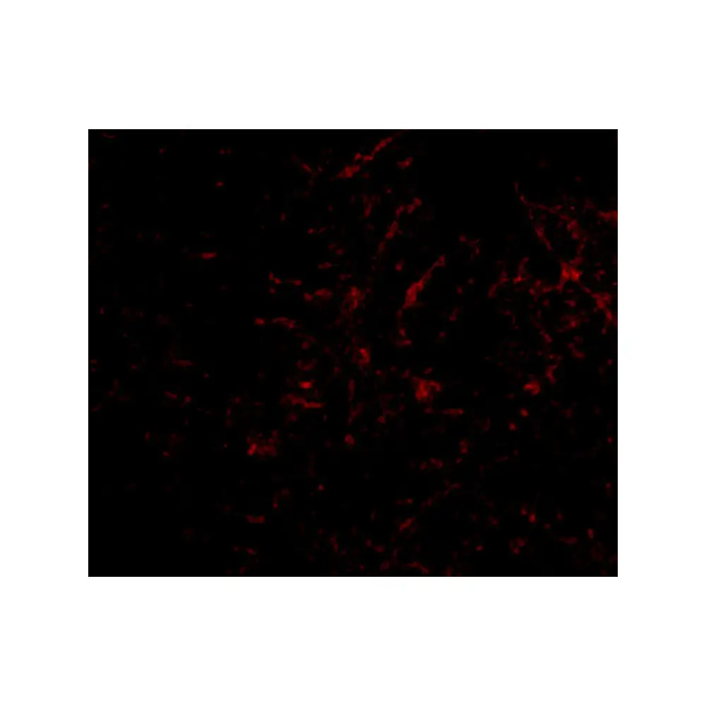 ProSci 4419_S Plxdc2 Antibody, ProSci, 0.02 mg/Unit Tertiary Image