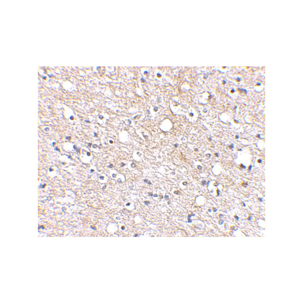 ProSci 4417 Plxdc2 Antibody, ProSci, 0.1 mg/Unit Secondary Image