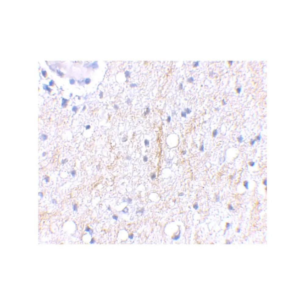 ProSci 4419_S Plxdc2 Antibody, ProSci, 0.02 mg/Unit Secondary Image