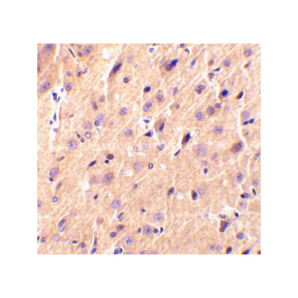 ProSci 3589_S Precerebellin Antibody, ProSci, 0.02 mg/Unit Secondary Image