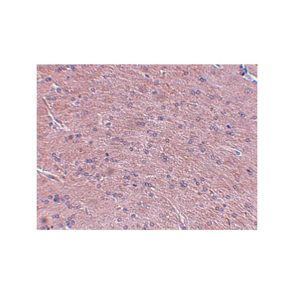 ProSci 5395 Prosapip1 Antibody, ProSci, 0.1 mg/Unit Secondary Image