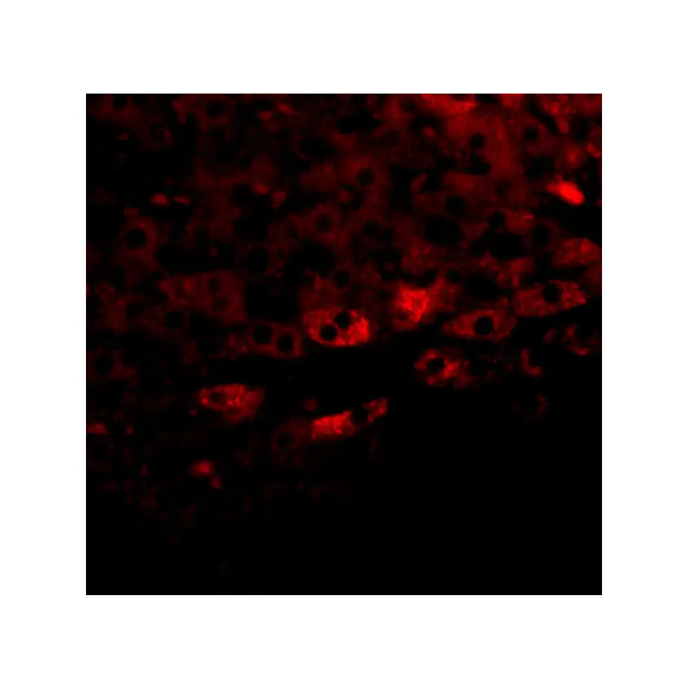 ProSci 5397 Prosapip2 Antibody, ProSci, 0.1 mg/Unit Tertiary Image