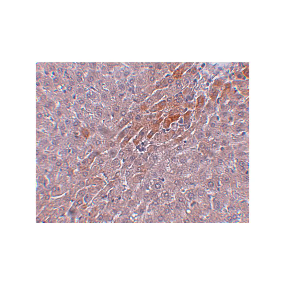 ProSci 5397 Prosapip2 Antibody, ProSci, 0.1 mg/Unit Secondary Image
