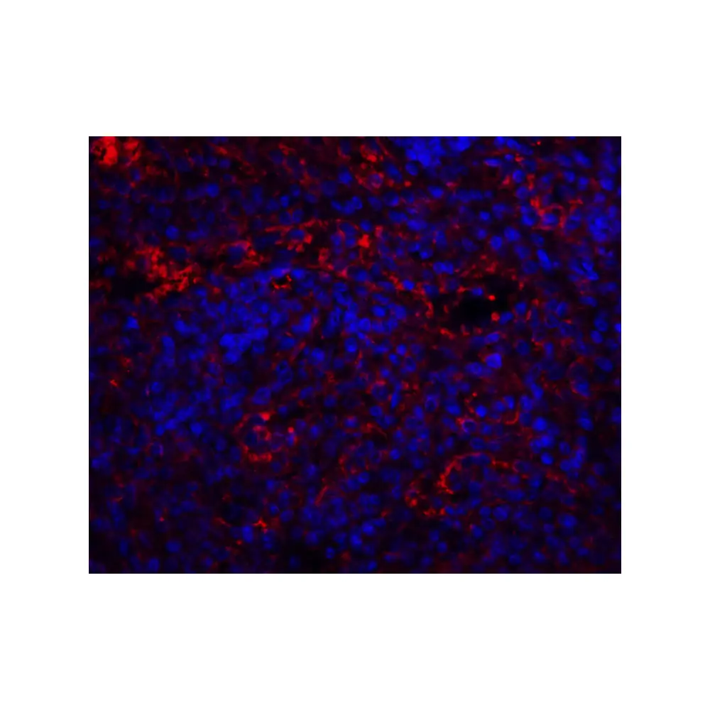 ProSci 8171 QSOX1 Antibody, ProSci, 0.1 mg/Unit Quaternary Image