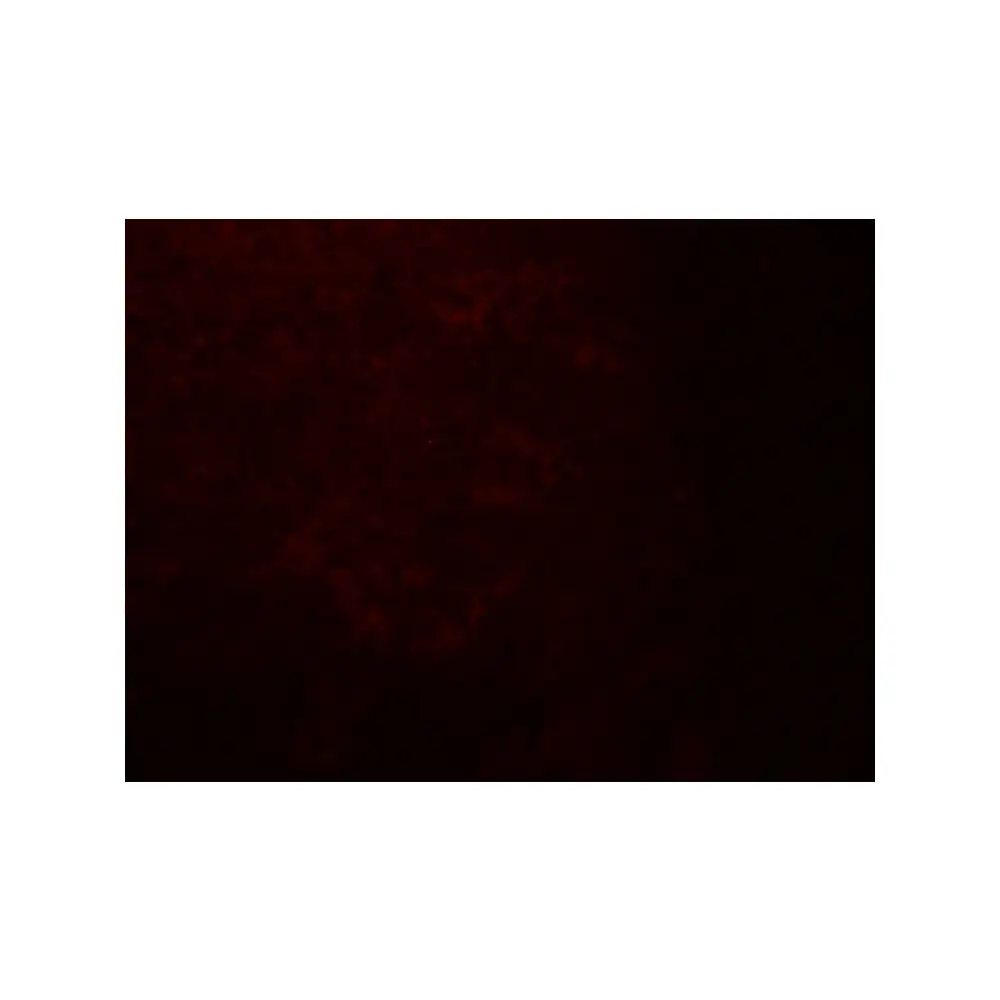 ProSci 8171 QSOX1 Antibody, ProSci, 0.1 mg/Unit Tertiary Image